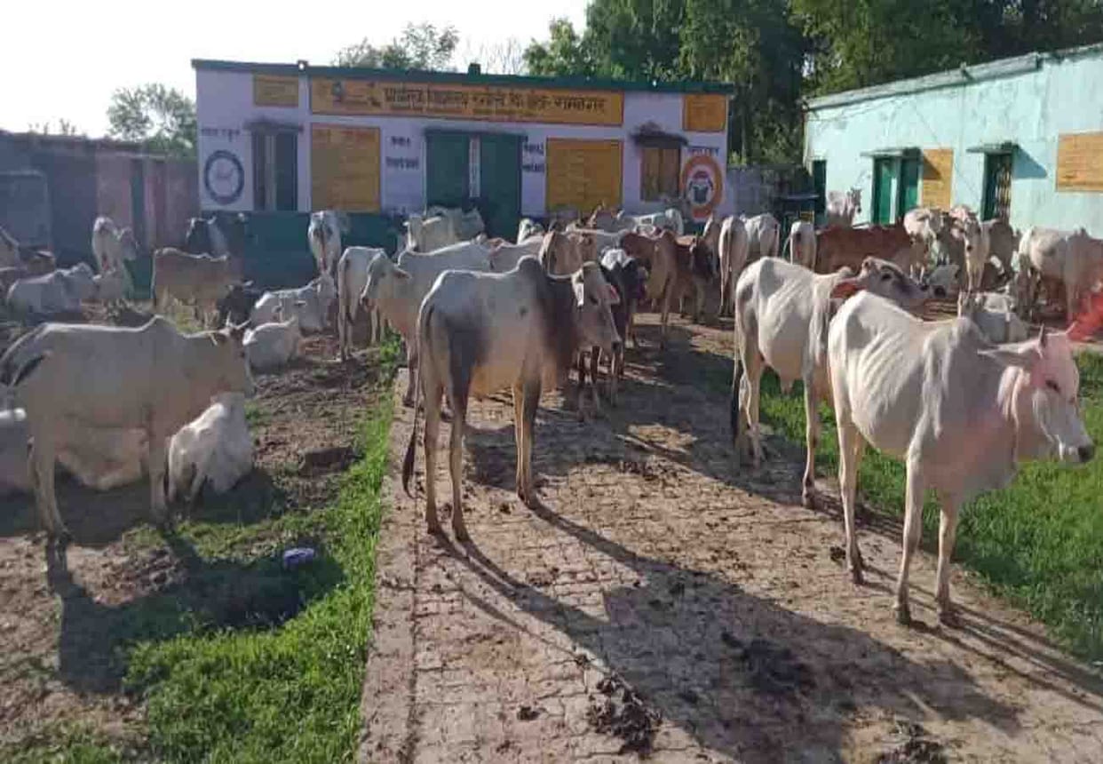 farmers closed cattle at school in chitrakoot