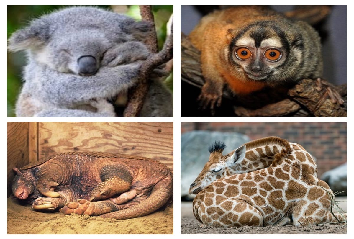 Longest and Shortest Sleeping creatures in the world