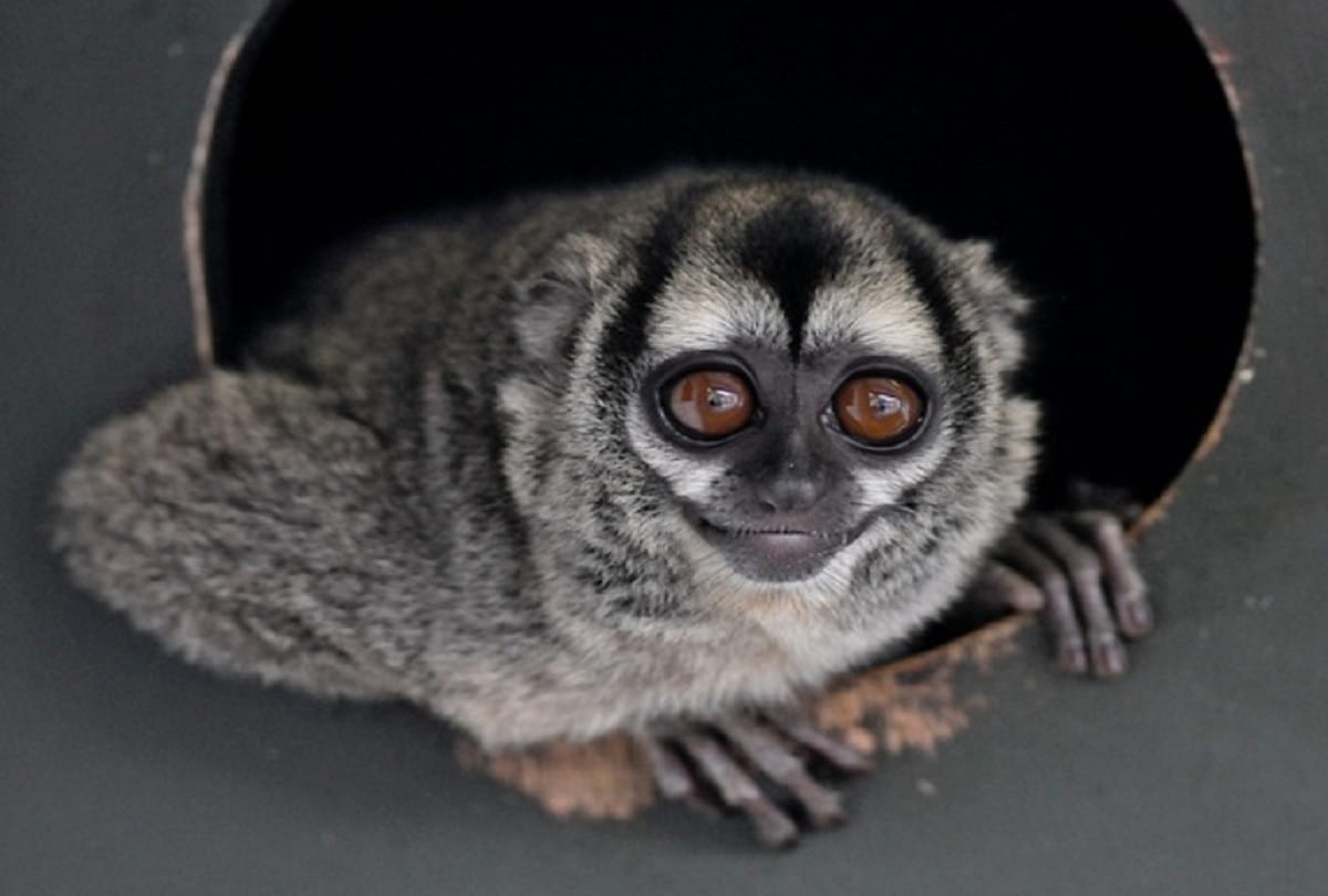 Longest and Shortest Sleeping creatures in the world