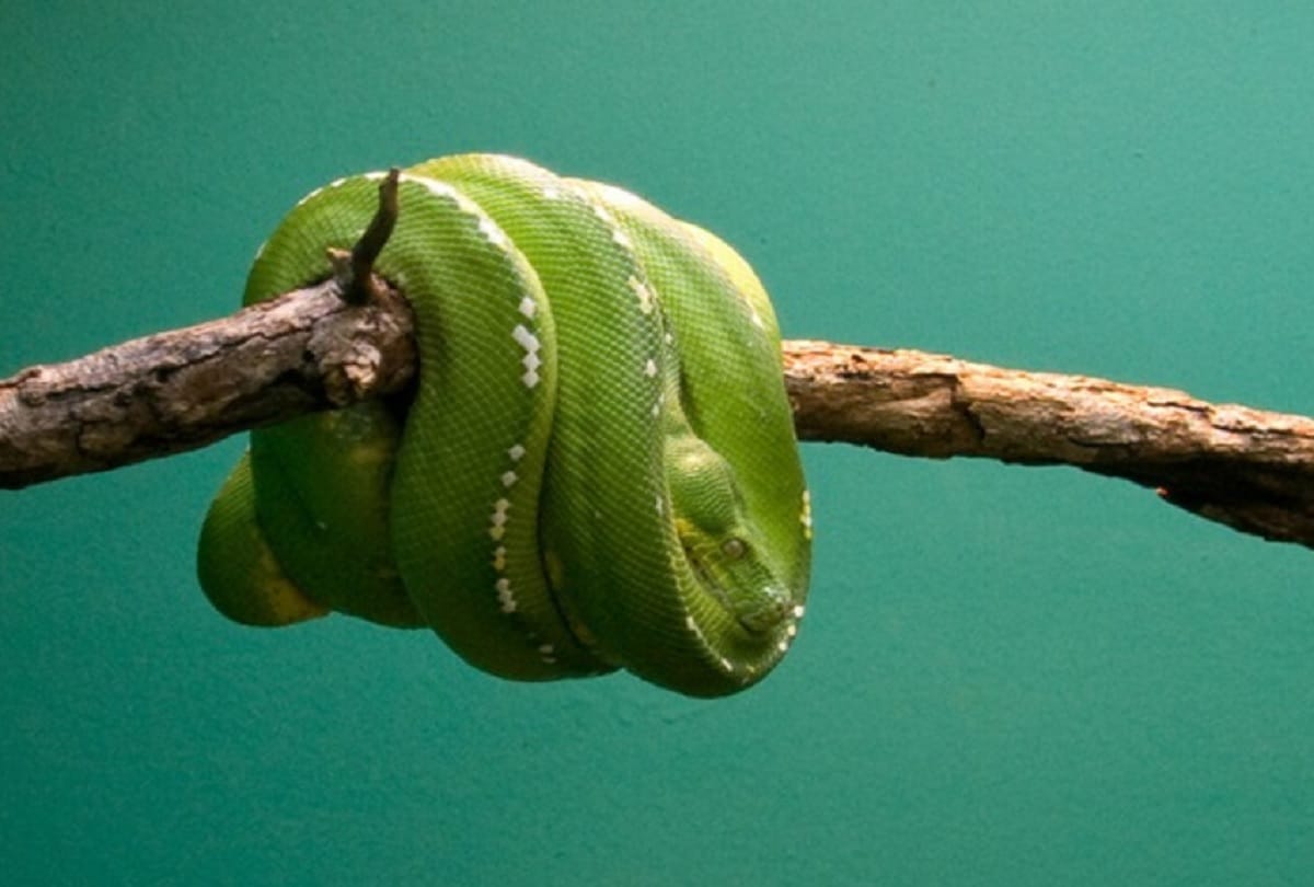 Longest and Shortest Sleeping creatures in the world