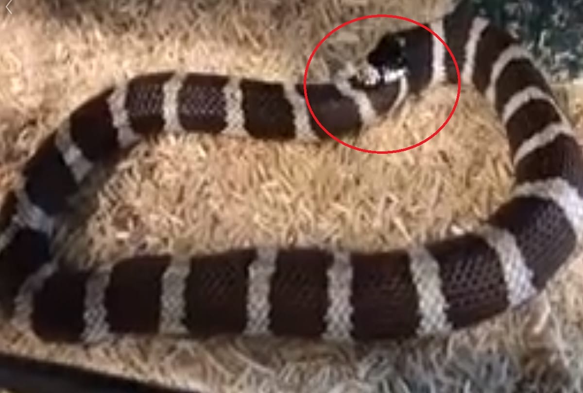 Hungry Snake try to eat itself Shocking video viral on social media