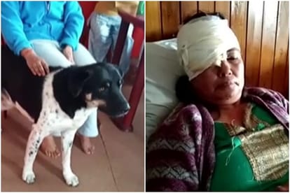अरुणा लामा-पालतू कुत्ता टाइगर