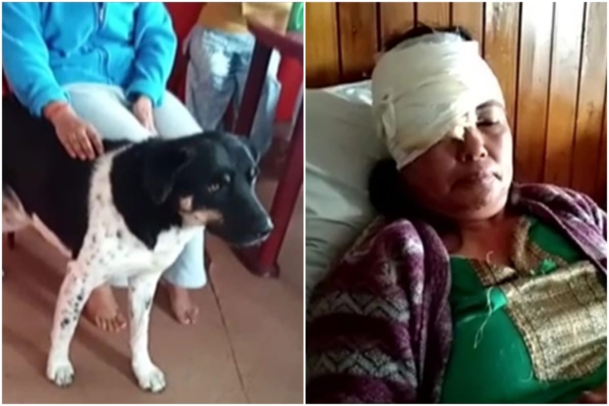 pet dog saved life of its owner Aruna Lama who was attacked by leopard on August 14 in Darjeeling