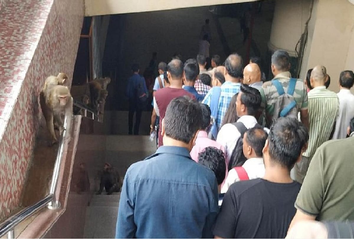 Monkeys attack passengers at Kashmiri Gate metro station