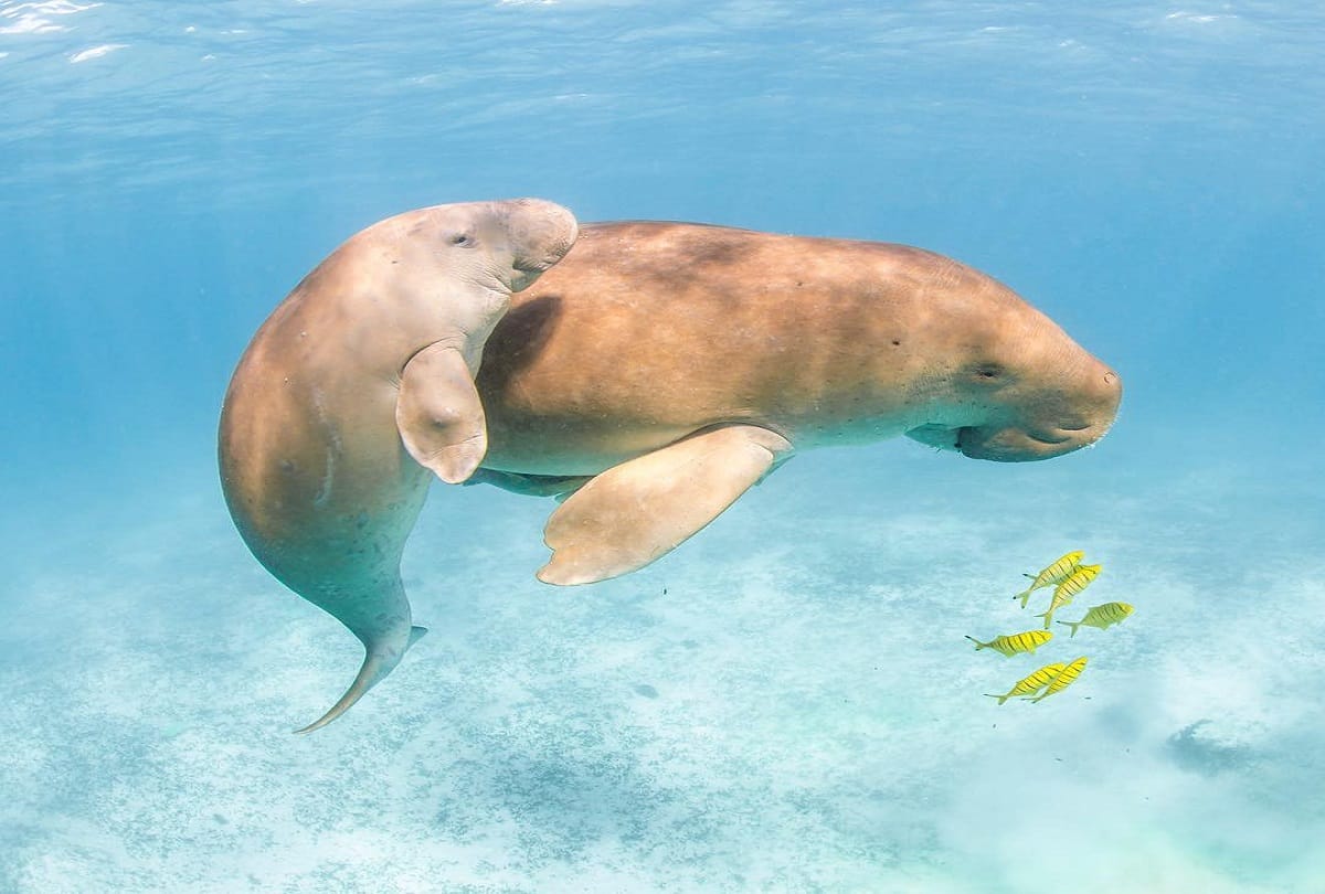 Baby dugong mariam passed away in thailand