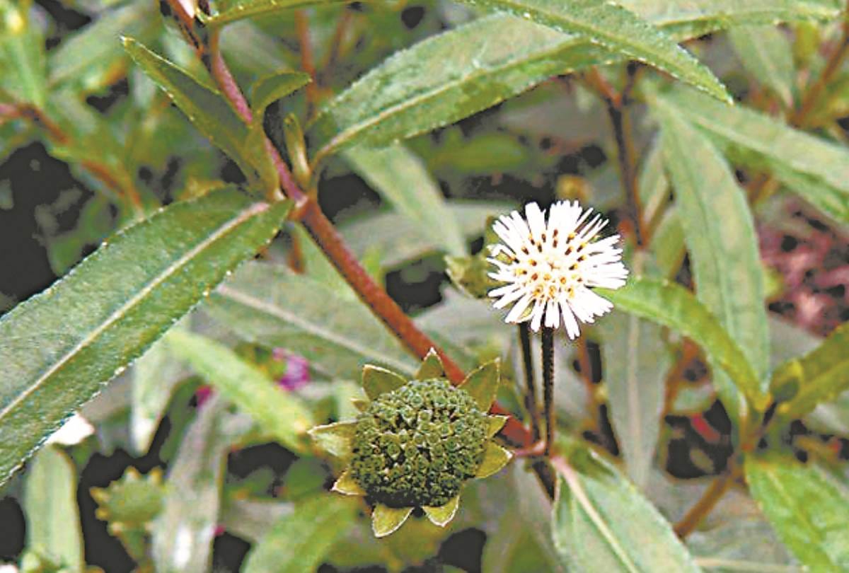 know about the benefits of plants