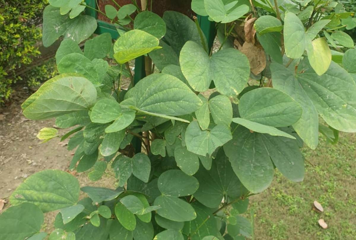 know about the benefits of plants