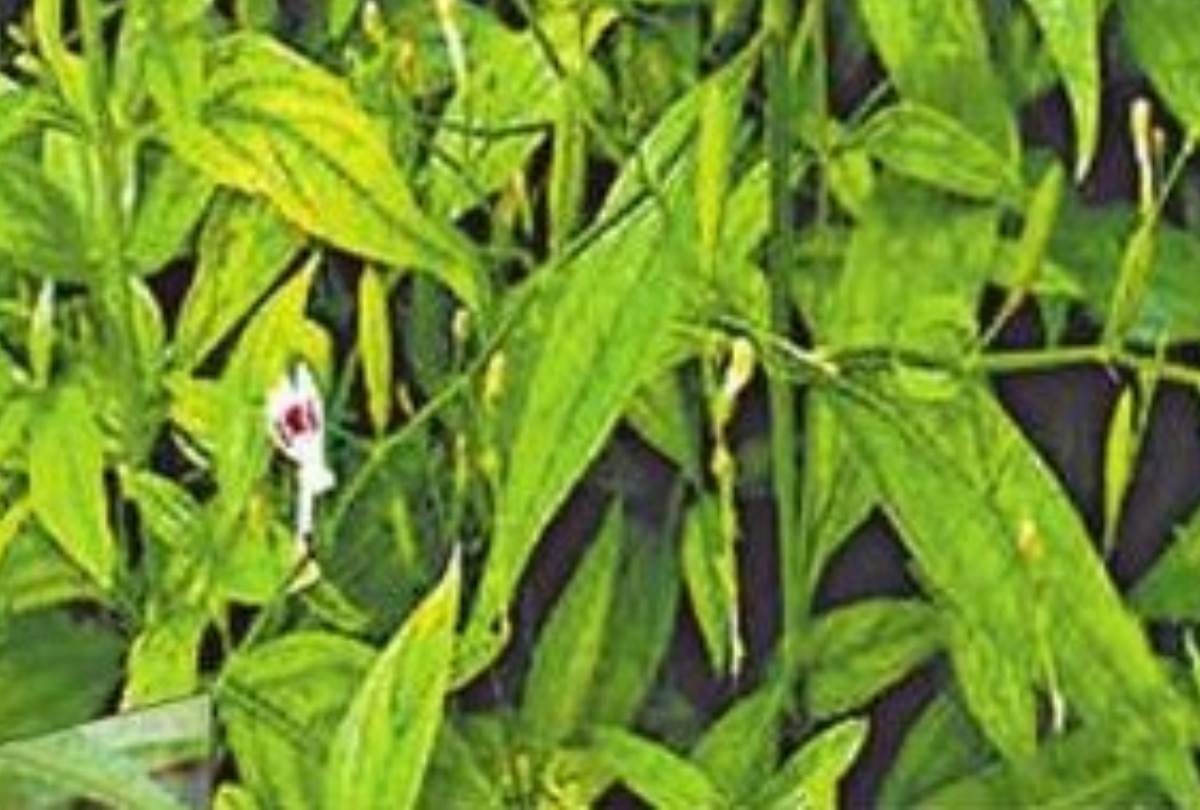 know about the benefits of plants