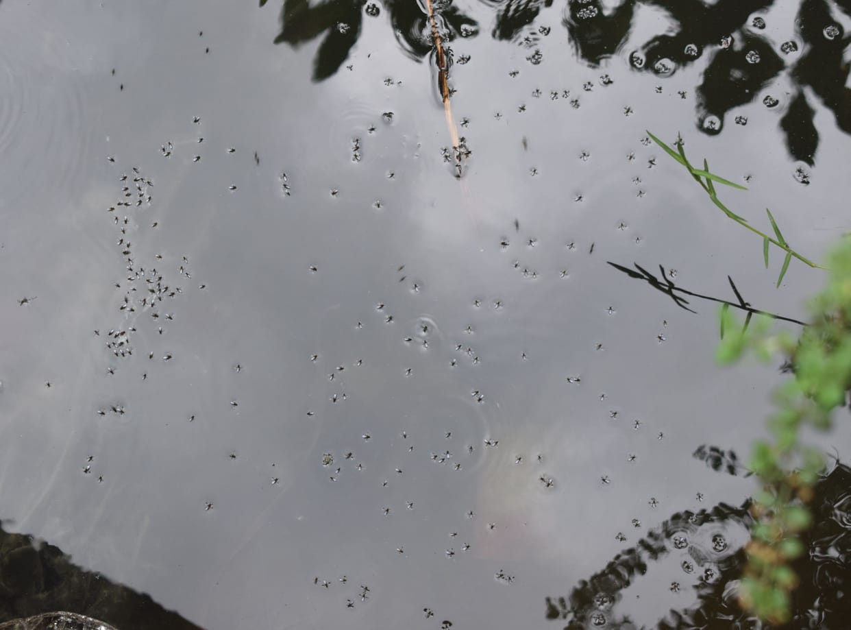 mosquito problem in mainpuri