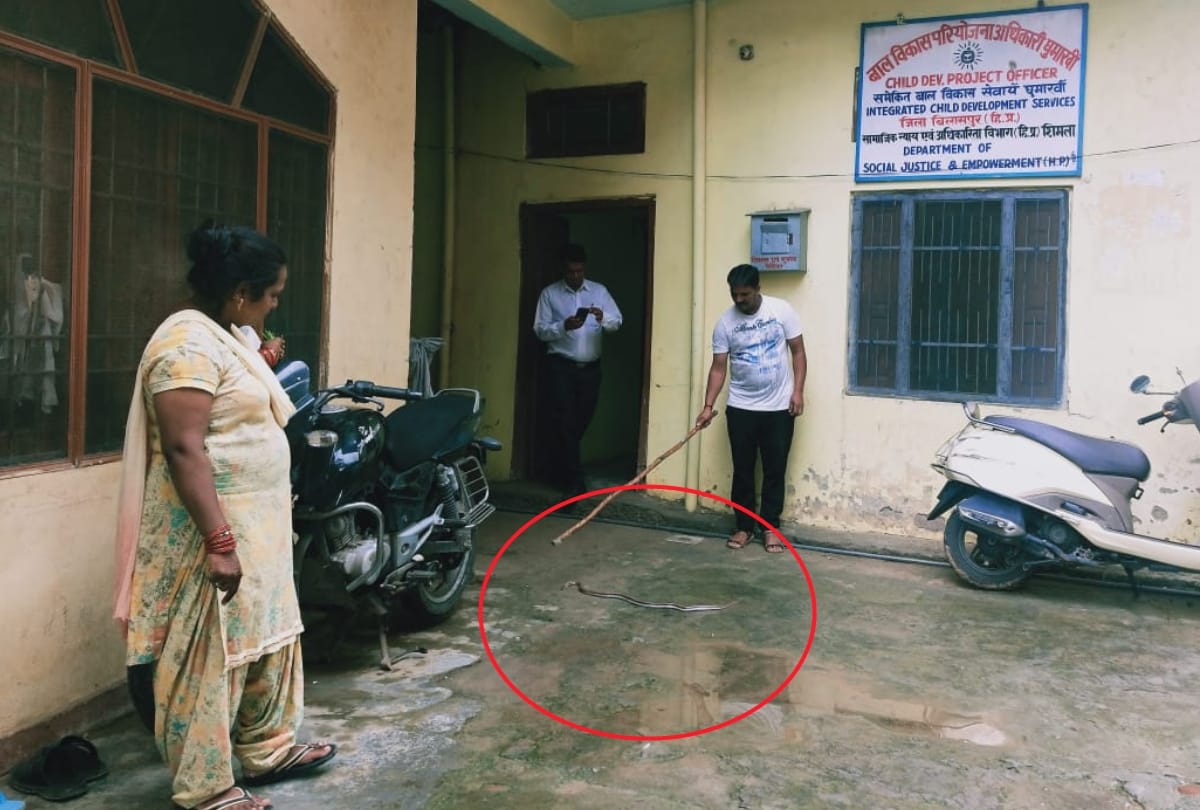 snake in File child development project officer office ghumarwin bilaspur Himachal Pradesh