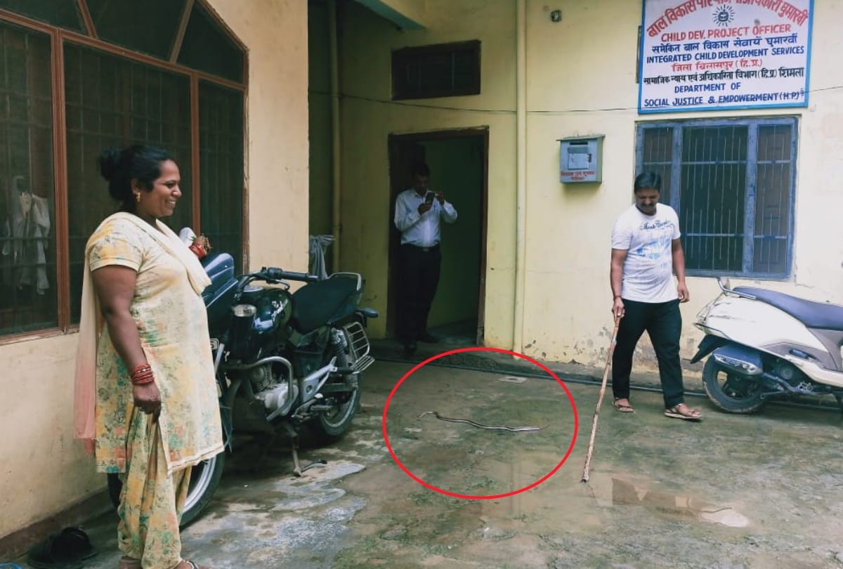 snake in File child development project officer office ghumarwin bilaspur Himachal Pradesh