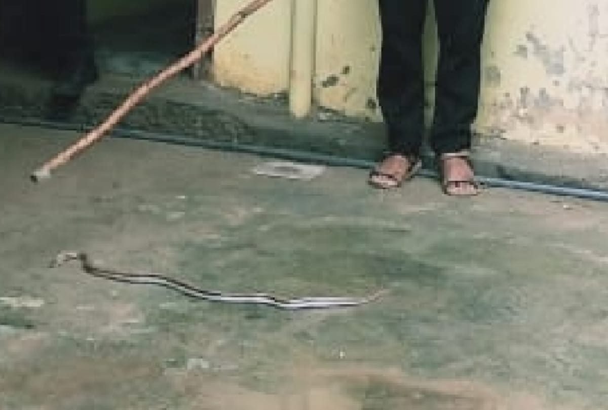 snake in File child development project officer office ghumarwin bilaspur Himachal Pradesh