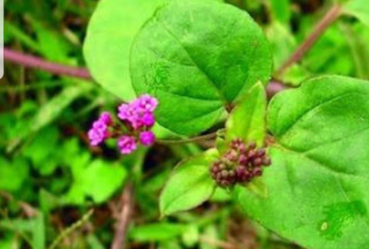 know about the benefits of plants