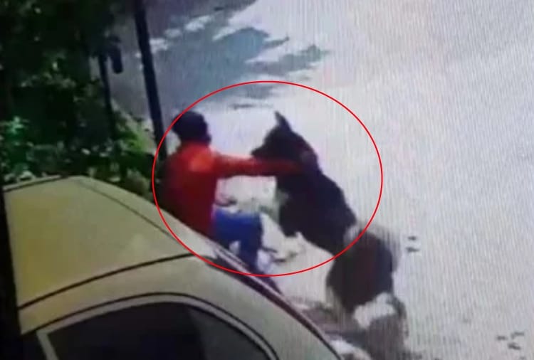 A Thief Caught By Dog In Haryana's Ambala
