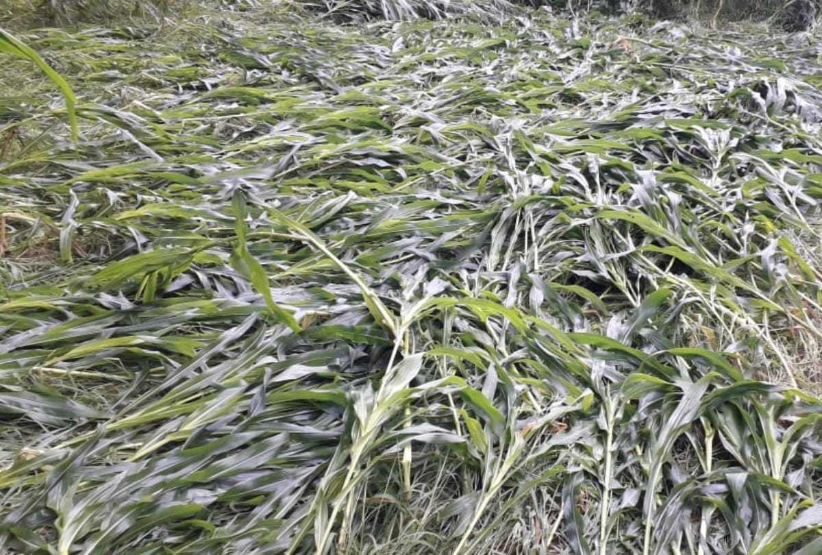 Maize crops damaged due to heavy rain in himachal pradesh