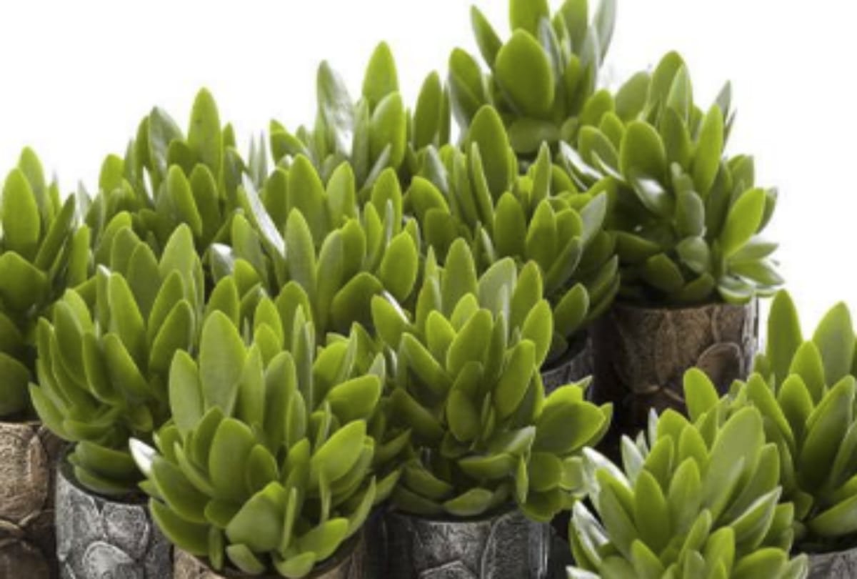 crassula plant is lucky for your house