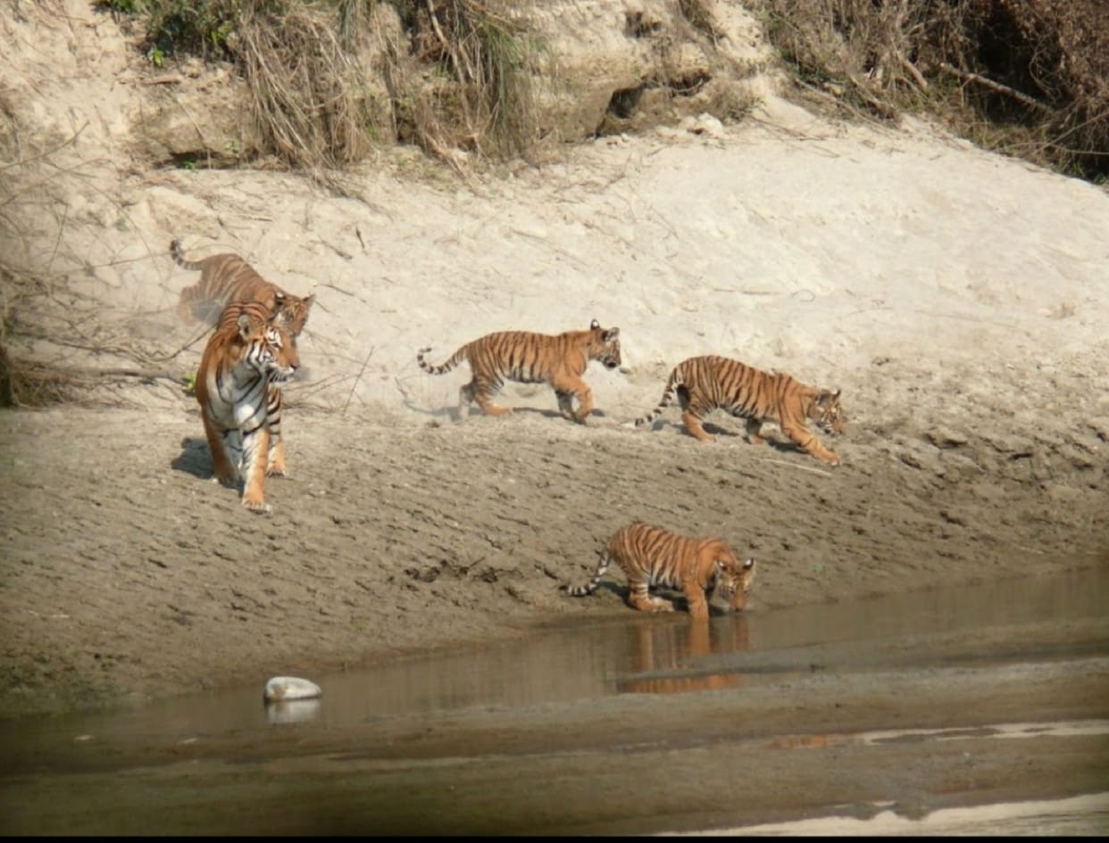 Tigers spotted with four cubs on the banks of the Gerua River