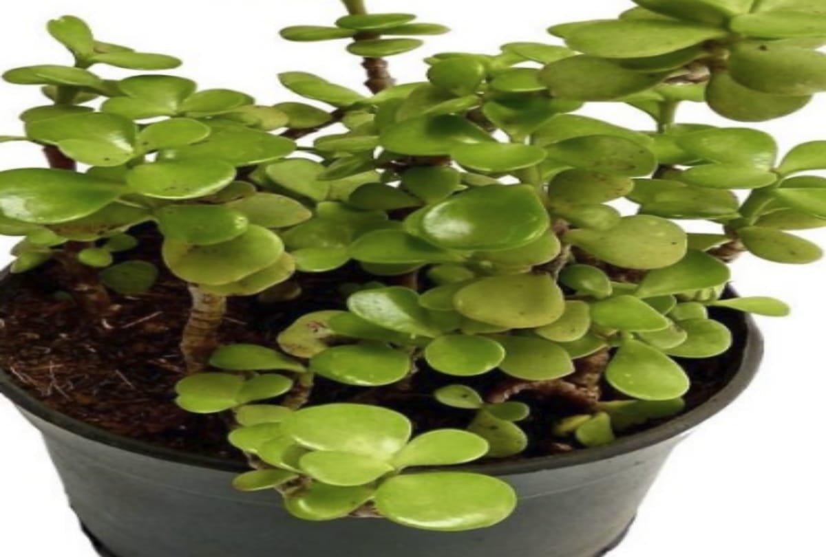 crassula plant is lucky for your house