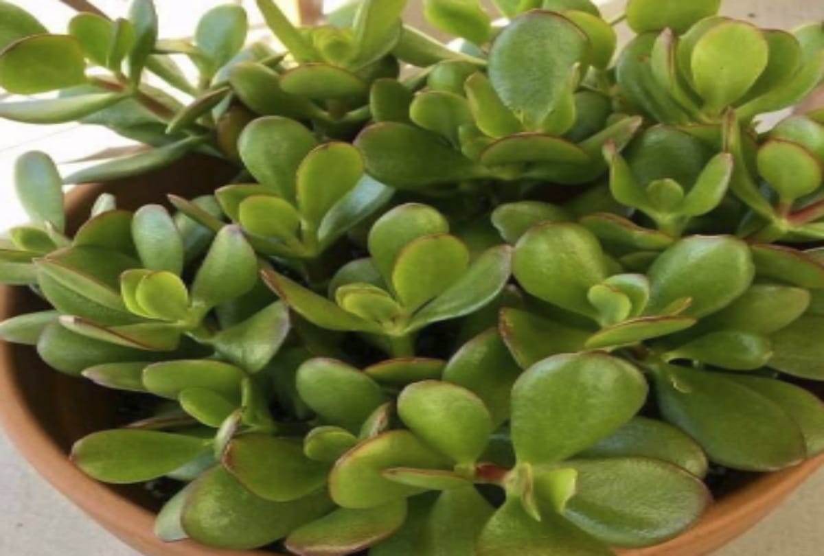 crassula plant is lucky for your house