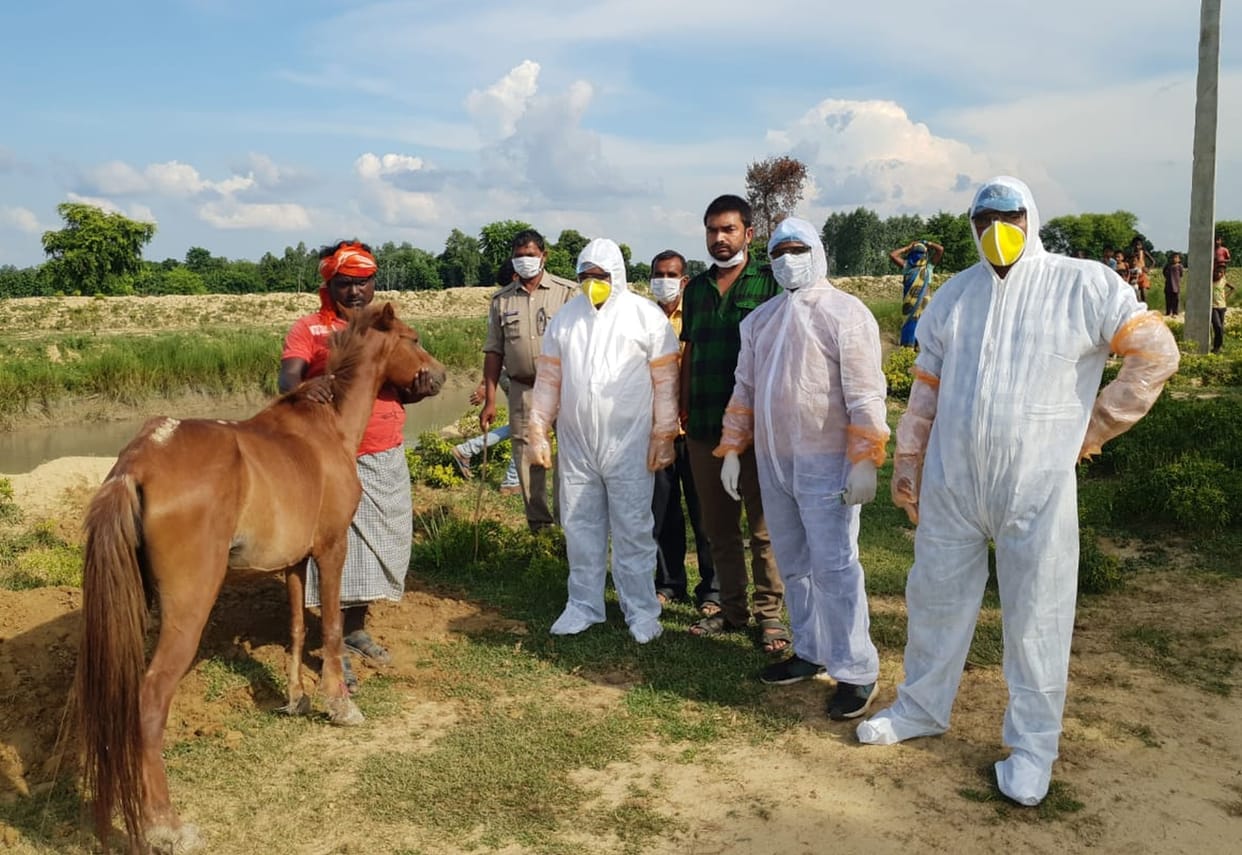 Glanders virus found in horse