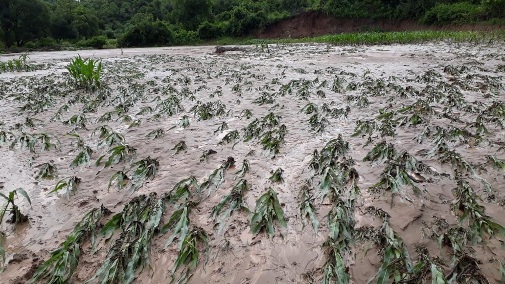 crops ruined with gaggar river