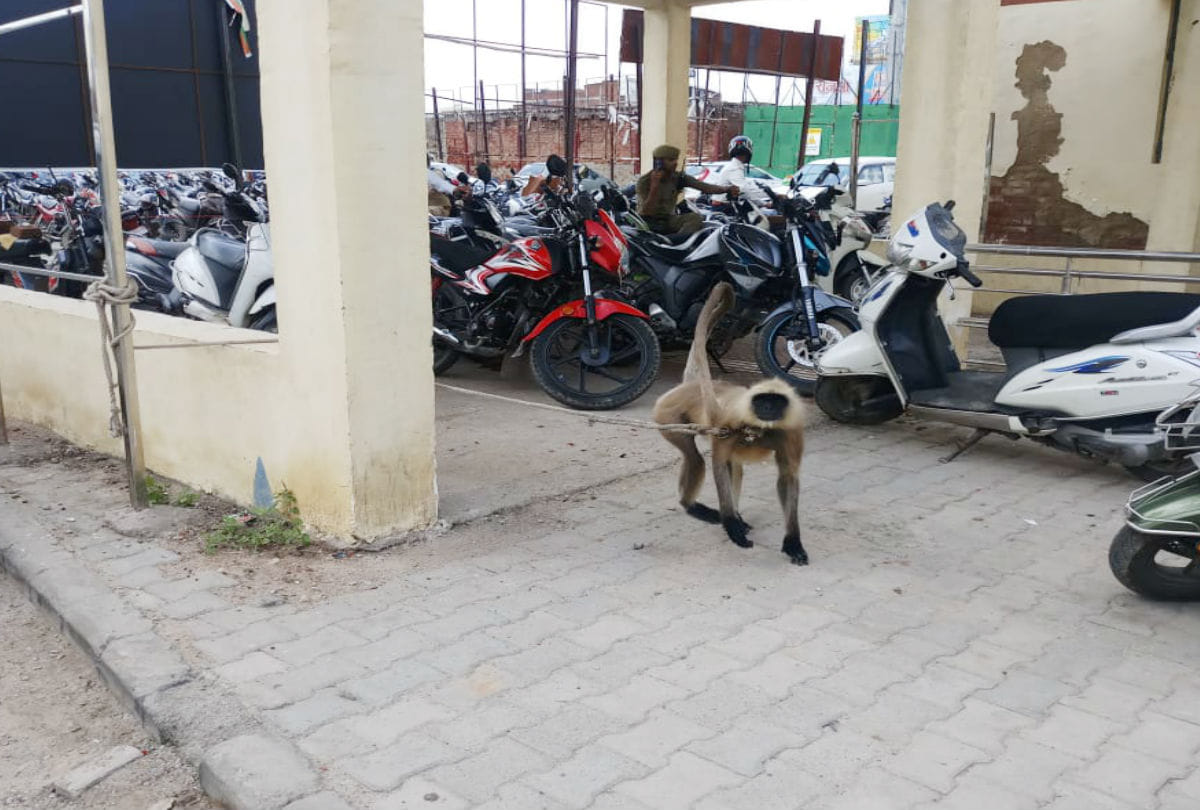 Langur posted in the security for collectorate agra