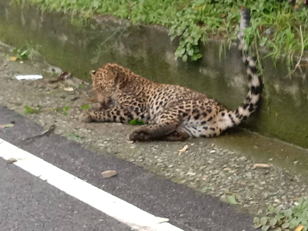 Use fox light to keep away leopards