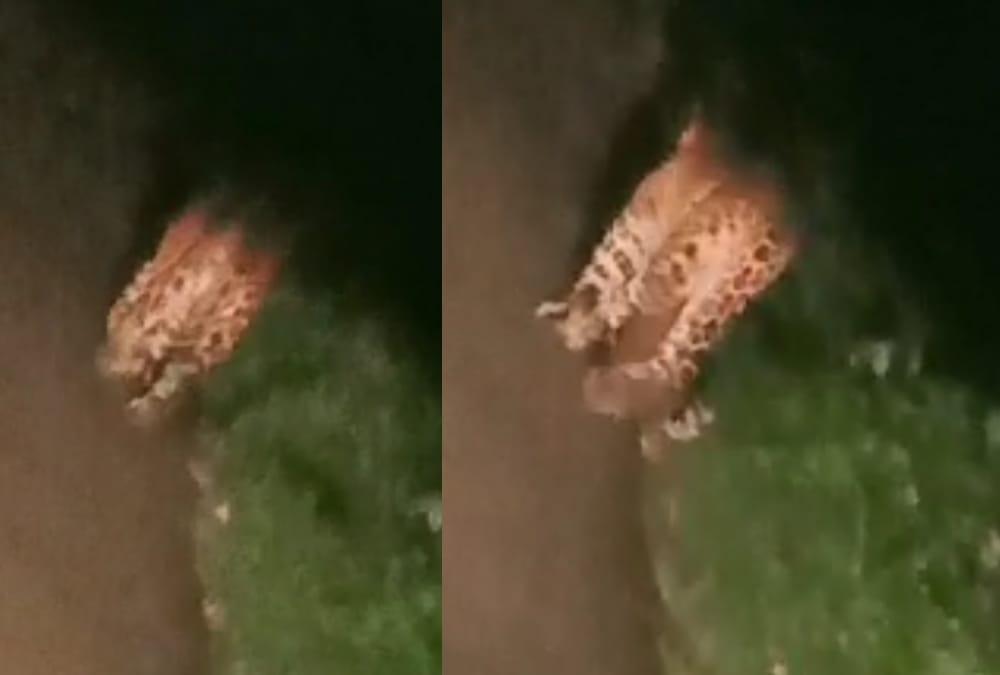 The leopard walked in front of the car for 10 minutes