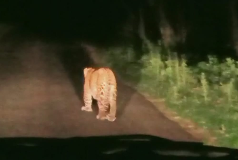 The leopard walked in front of the car for 10 minutes