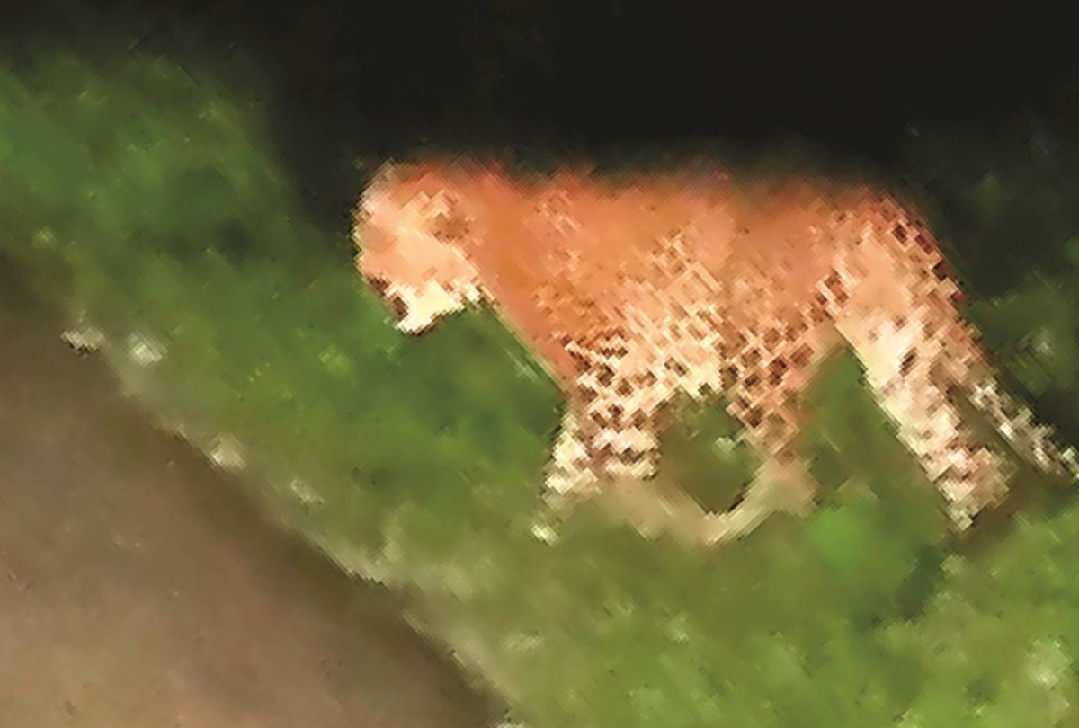 The leopard walked in front of the car for 10 minutes