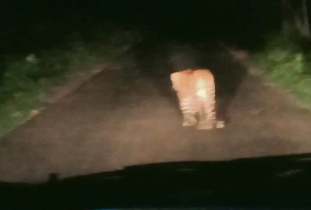 The leopard walked in front of the car for 10 minutes