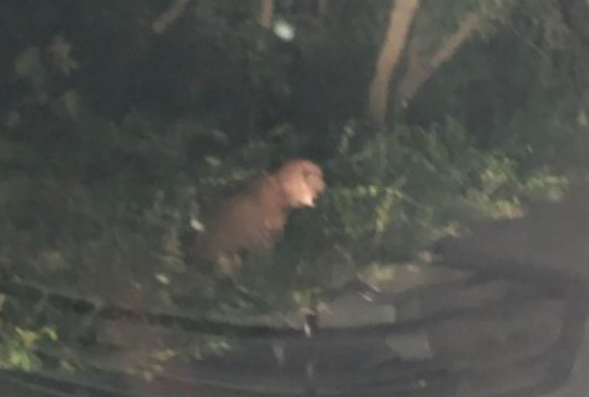 The leopard walked in front of the car for 10 minutes