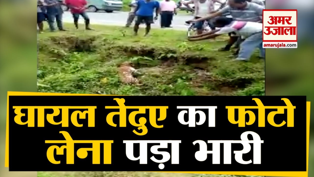 तेंदुआ