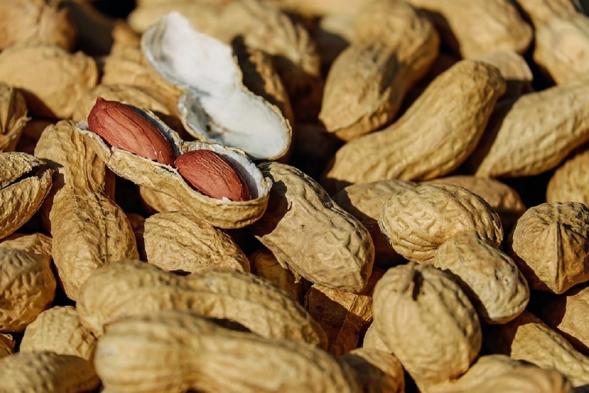 eating more than 100 gram peanut is harmful