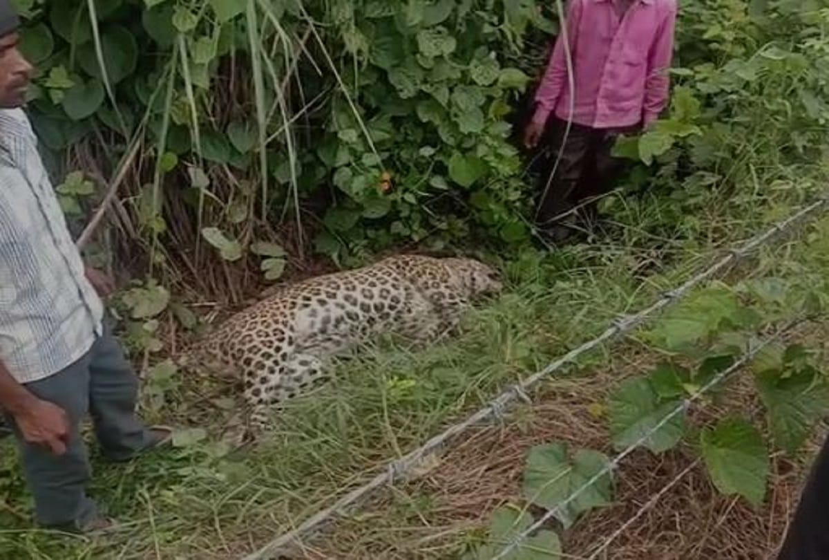 Pilibhit Tiger found dead in barahi range investigation going on