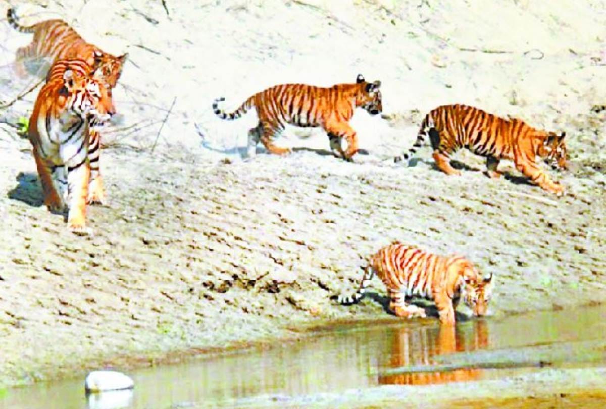 tigress seen with cubs in kartiniya ghat in bahrich, youth take a snap