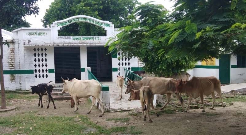 Villagers closed stray cattle in primary school