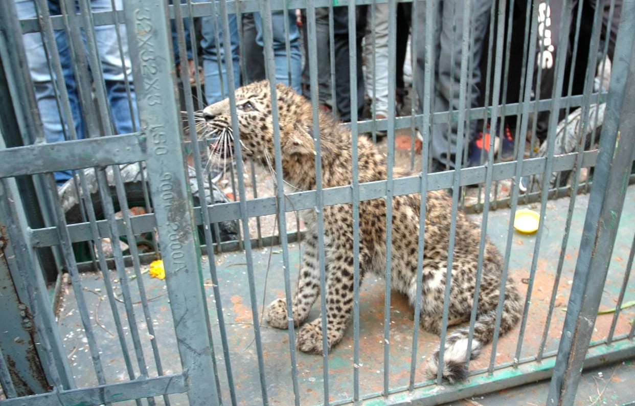 Leopard enters Jagdamba colony