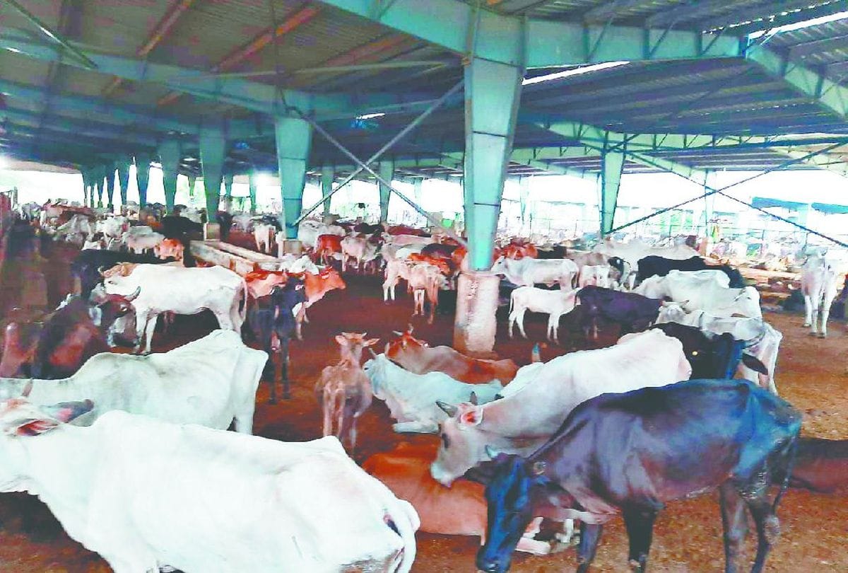 Prisoners will serve animals in UP Gaushala during corona period