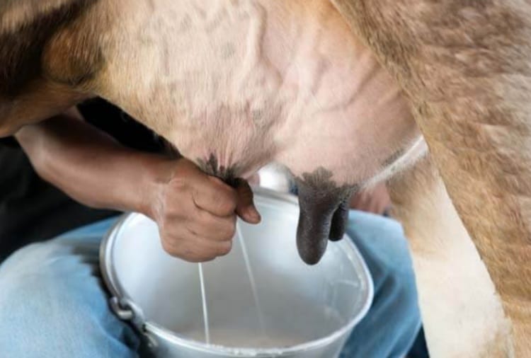 agriculture, Farming, expert tips for milking of cow or buffalo