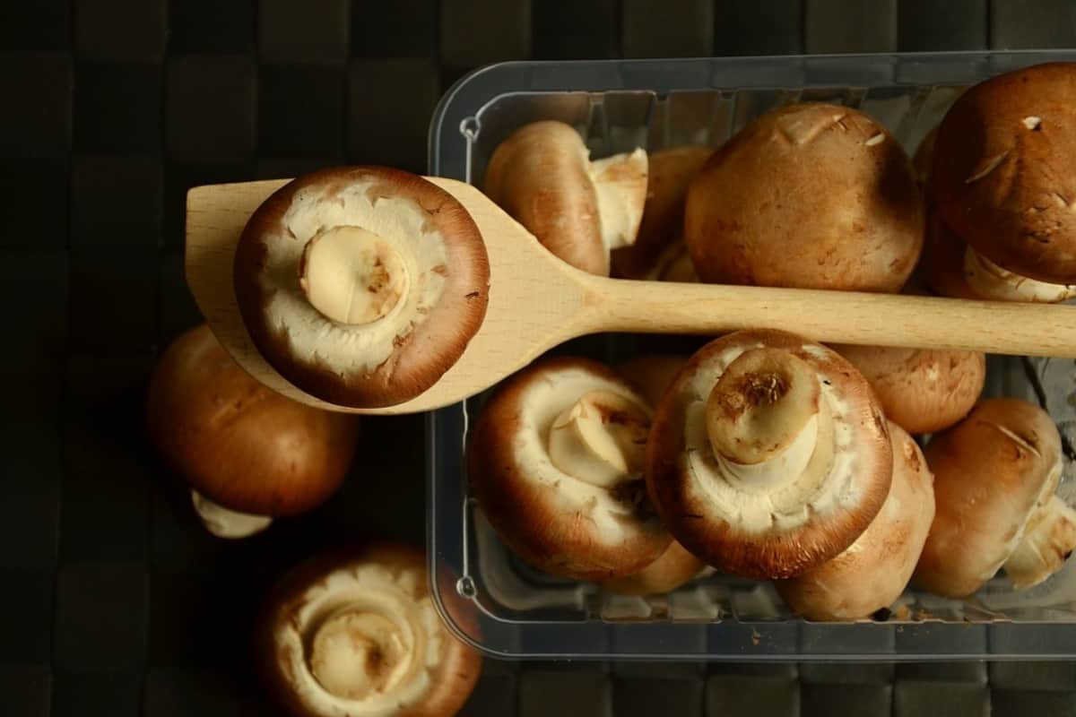 Mushroom can also become a means of self-employment