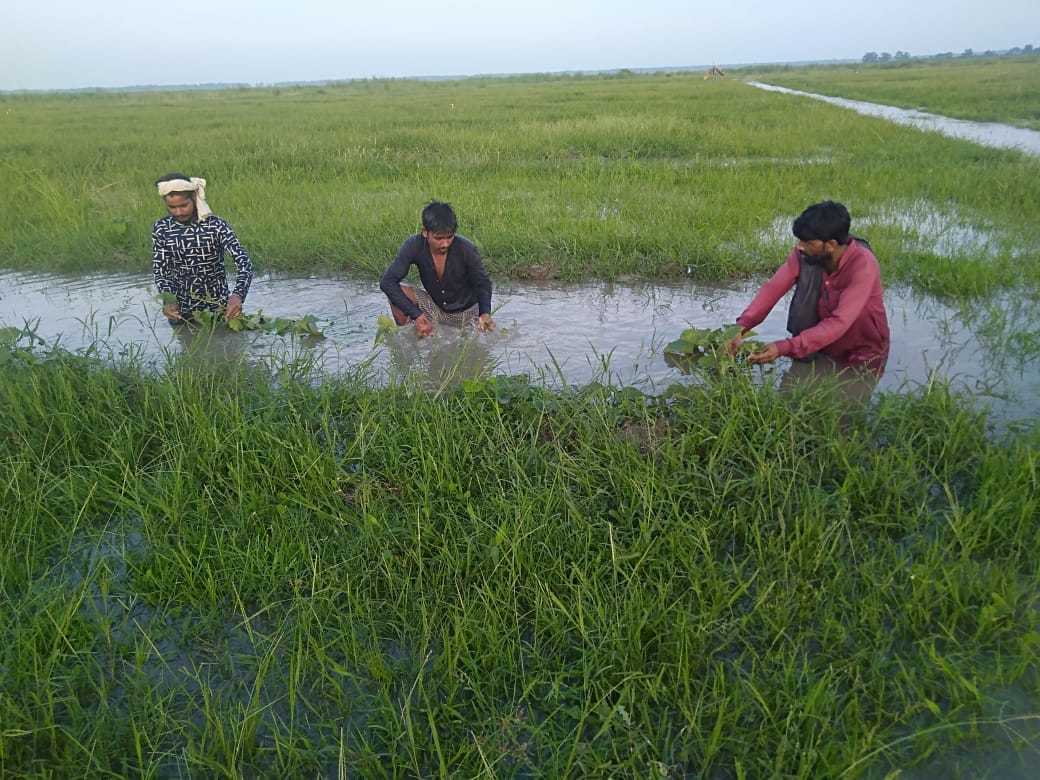the ganga river water reached in field, crops destroyed
