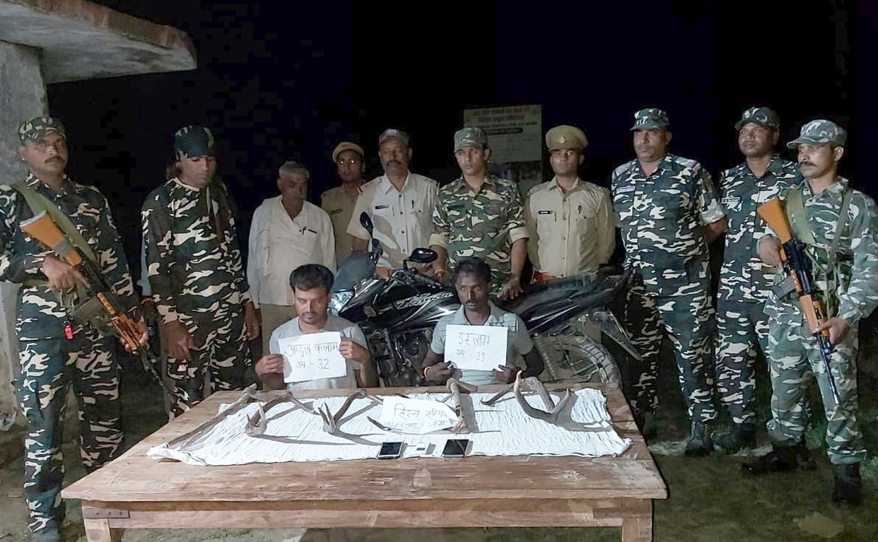 Deer caught two predators with four horns