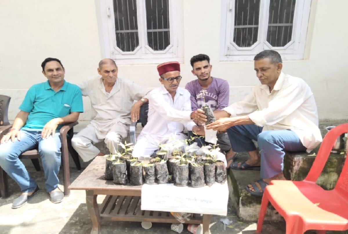 150 sandalwood plants Distributed  to people who came to mourn the death of Mother in hamirpur