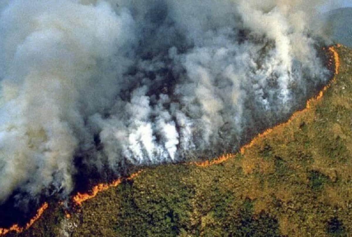 Amazon forest is full of mysterious creatures Amazon rainforest fires are burning at a record rate