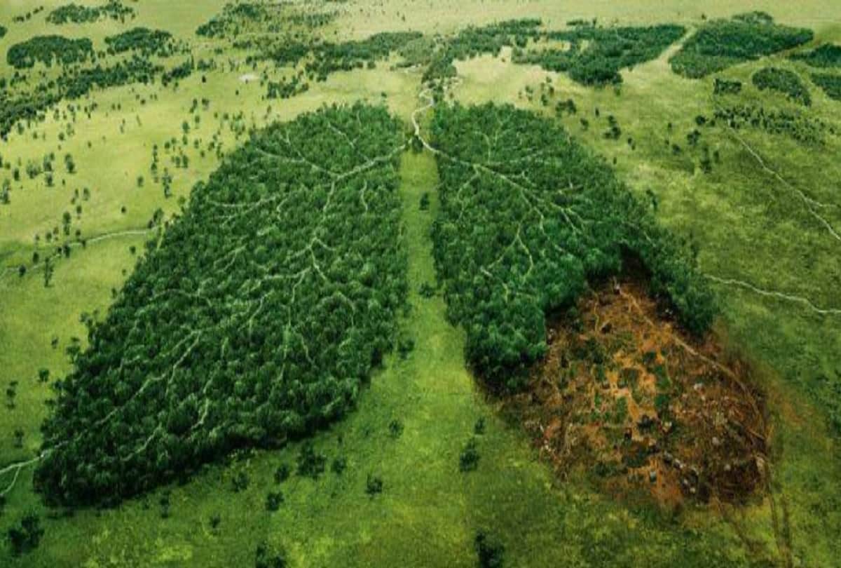 Amazon forest is full of mysterious creatures Amazon rainforest fires are burning at a record rate