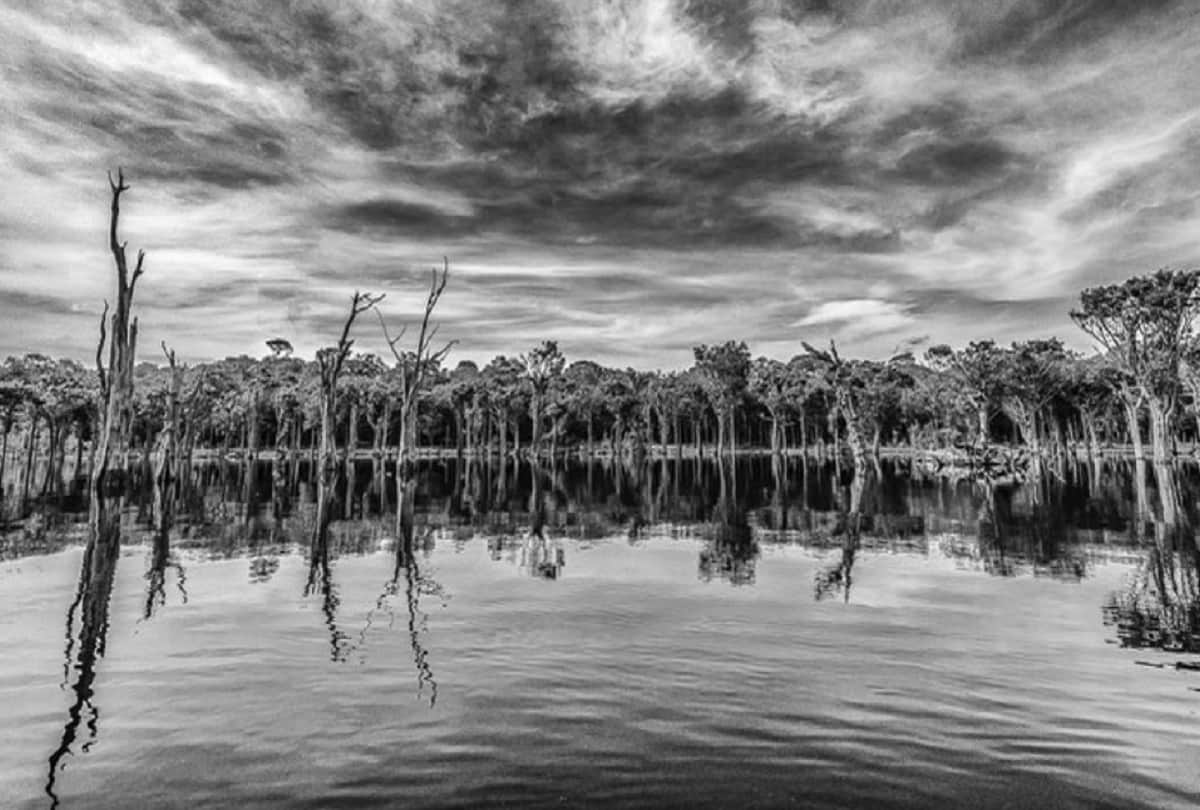 Amazon forest is full of mysterious creatures Amazon rainforest fires are burning at a record rate