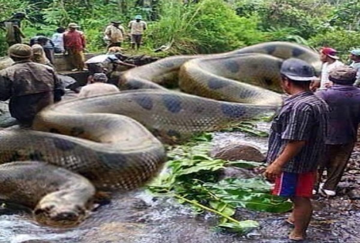 Research largest species green anaconda discovered rivers South America