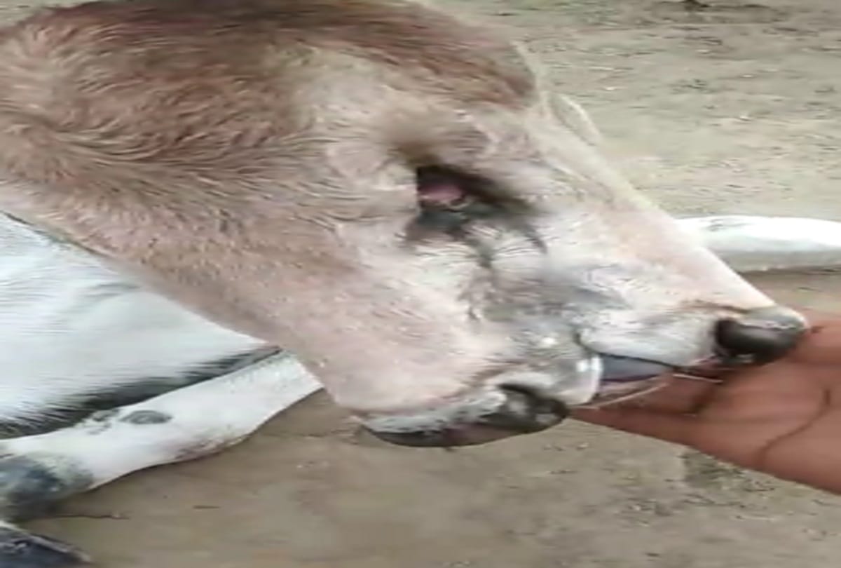 Cow gives birth heifer with three mouth and three eyes, UP