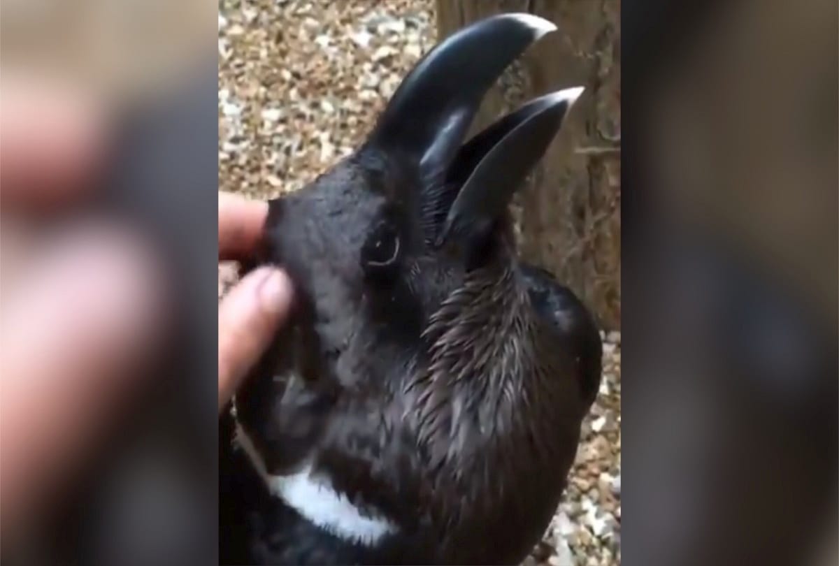Is it a Bird or a Rabbit Viral optical issusion video Confused people